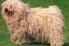 puli9_9756474765850 puli9_9756474765850
