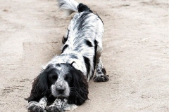 russkiy_spaniel10_576666767