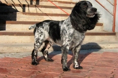 russkiy_spaniel11_576666767