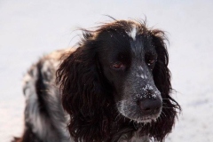 russkiy_spaniel12_576666767