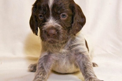 russkiy_spaniel13_576666767