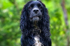 russkiy_spaniel14_576666767