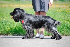 russkiy_spaniel15_576666767