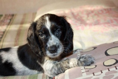 russkiy_spaniel16_576666767