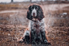 russkiy_spaniel17_576666767