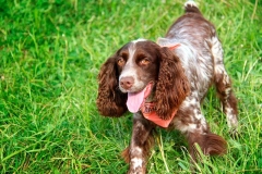 russkiy_spaniel18_576666767