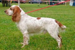 russkiy_spaniel19_576666767