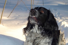 russkiy_spaniel20_576666767