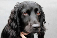 russkiy_spaniel5_576666767