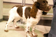 russkiy_spaniel8_576666767