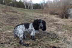 russkiy_spaniel9_576666767