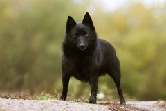 schipperke_005_6758575
