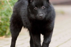 schipperke_006_6758575