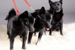 schipperke_007_6758575