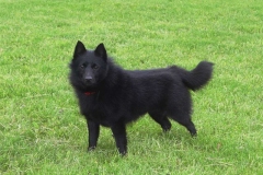 schipperke_009_6758575