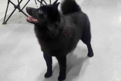 schipperke_11_6758575