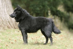 schipperke_13_6758575