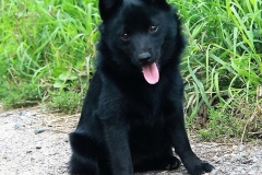 schipperke_15_6758575