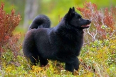 schipperke_16_6758575