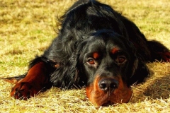 setter_gordon_005_06575756