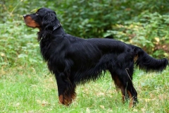 setter_gordon_007_06575756