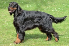 setter_gordon_008_06575756