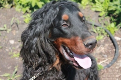 setter_gordon_010_06575756