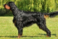 setter_gordon_011_06575756