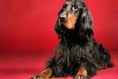 setter_gordon_012_06575756