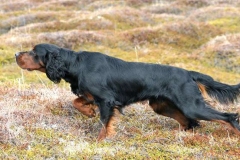 setter_gordon_013_06575756