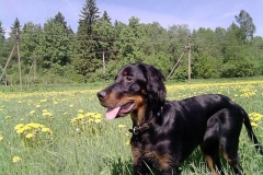 setter_gordon_014_06575756