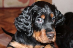 setter_gordon_015_06575756