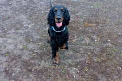 setter_gordon_016_06575756
