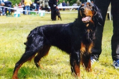 setter_gordon_017_06575756