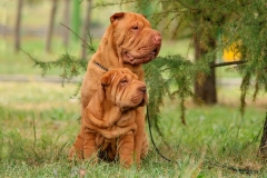 sharpei_10