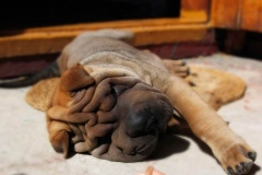 sharpei_14