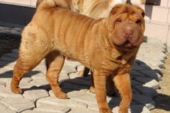 sharpei_16