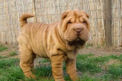 sharpei_17