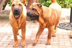 sharpei_18