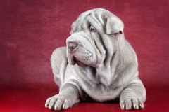 sharpei_19