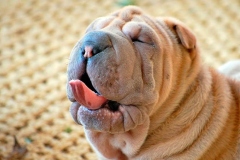 sharpei_5