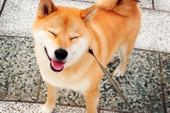 Shiba-inu10_906657857576 Shiba-inu10_906657857576