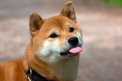 Shiba-inu15_906657857576 Shiba-inu15_906657857576
