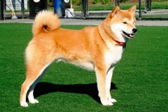 Shiba-inu16_906657857576 Shiba-inu16_906657857576