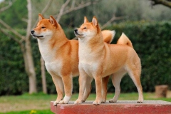 Shiba-inu17_906657857576 Shiba-inu17_906657857576