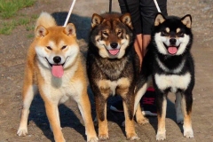 Shiba-inu18_906657857576 Shiba-inu18_906657857576