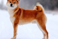 Shiba-inu19_906657857576 Shiba-inu19_906657857576