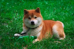 Shiba-inu20_906657857576 Shiba-inu20_906657857576