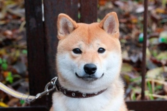 Shiba-inu21_906657857576 Shiba-inu21_906657857576
