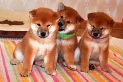 Shiba-inu5_906657857576 Shiba-inu5_906657857576